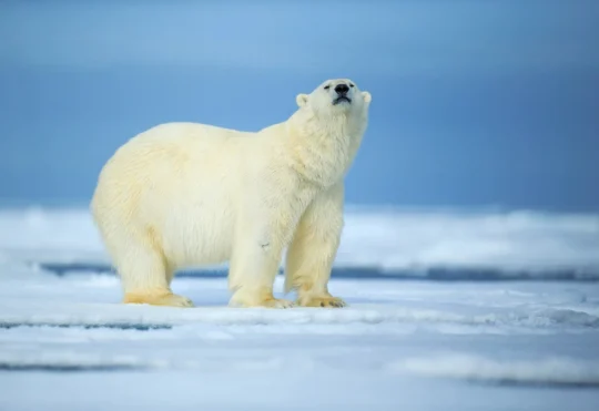 Feds plan to expand Arctic military operations