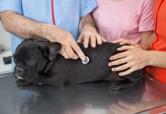SPCA expands support for pet owners’ vet costs