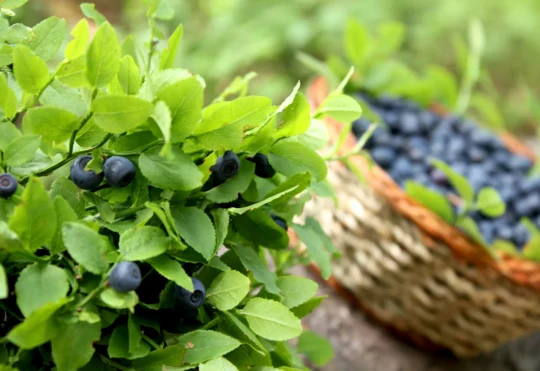 Blueberry growers heading into next season with optimism after drought