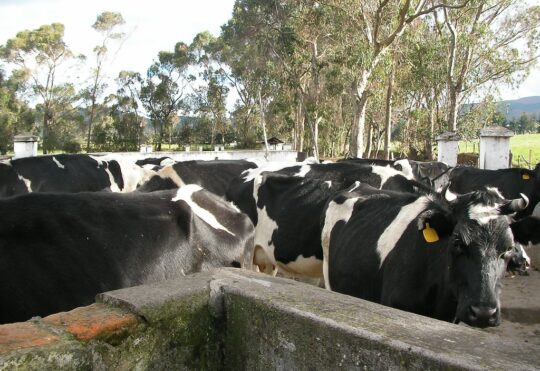More dairy farmers wanted