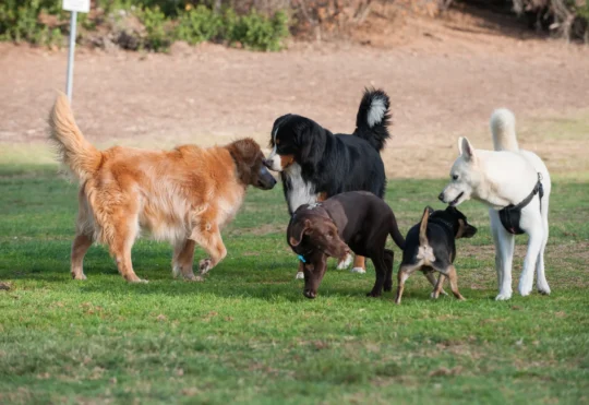 Development of dog park to be explored in Fort Frances