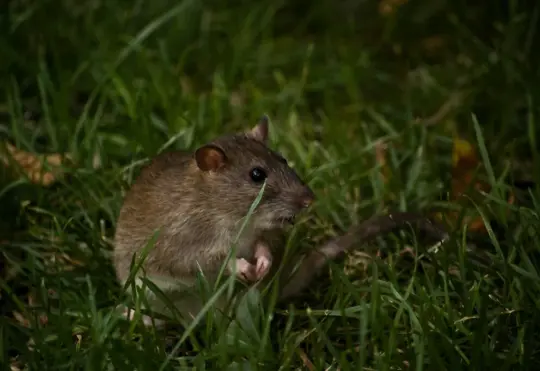 Rats will keep Grand Parade and Victoria Park closed to public