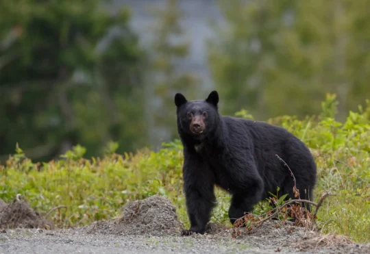 OPP reminding residents to be cautious of bears exiting hibernation