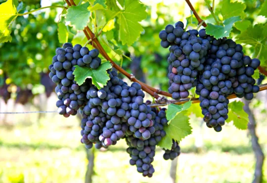 N.S. tops up wine industry funding, $7.4M over two years