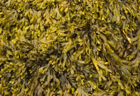 Kingsburg Coastal Conservancy urges public objection to proposed rockweed harvesting lease