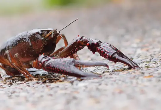 Invasive Crayfish discovered in Nova Scotia’s Lower Sackville