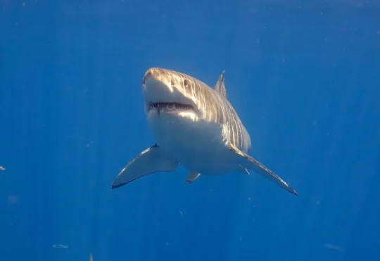 Shark Week documentary to feature N.S. great whites