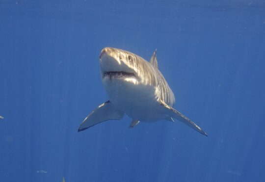 Shark enthusiast says increased numbers a positive sign