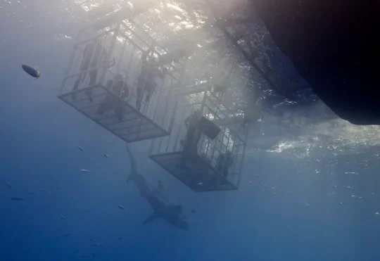 Shark experts say awareness, not fear, is key for Nova Scotia beachgoers