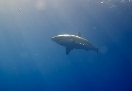 Great white shark detected off Richmond County, Cape Breton