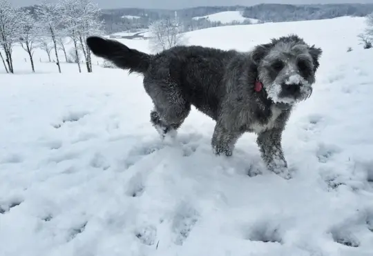Pets suffer in the cold too, N.B. SPCA says