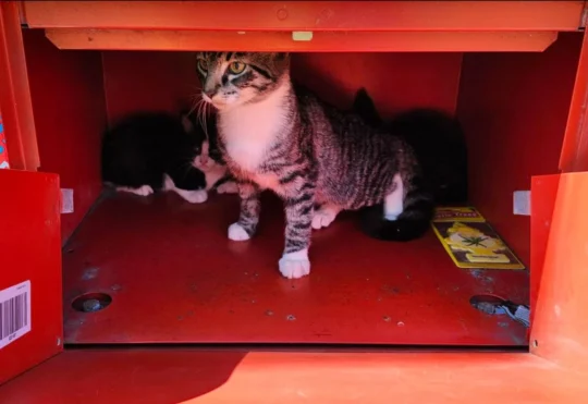 Three kittens found in mail box, SPCA investigating