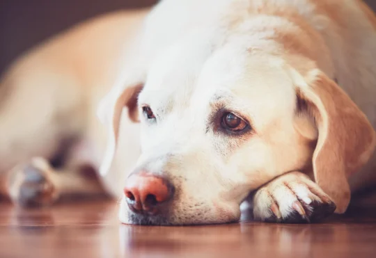 Growing concerns over canine parvovirus