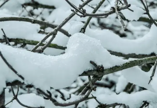 Snow Squall Watch in effect for Antigonish, Guysborough, Inverness counties