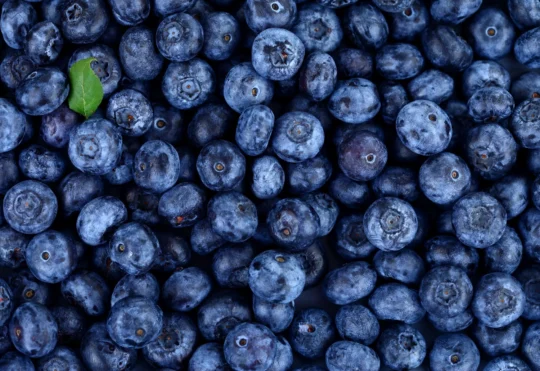 N.S. blueberry farms concerned about possible U.S. tariffs