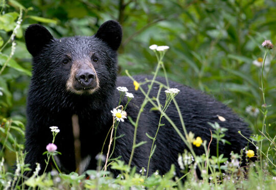 Limpy the Bear relocated from Hammonds Plains to Shubenacadie