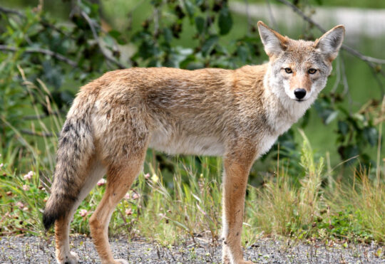 Parks Canada looking for coyote after attack on the Cabot Trail