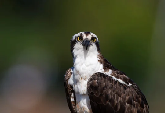 Lunenburg Dog Park warns of osprey swooping at small pets