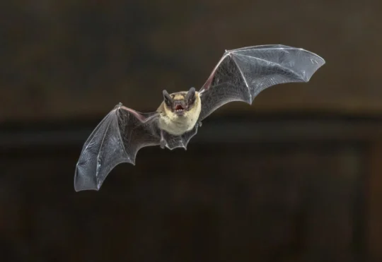Rabies found in bat near Fort Frances