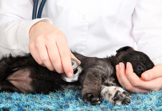 PetSmart Charities aims to expand access to vet care with $200K grant