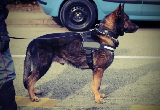 RCMP canine training in Greater Moncton