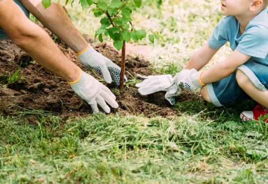 Saint John gets $10K grant for tree planting
