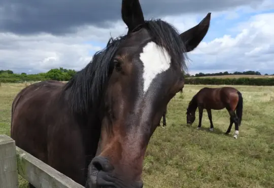 Equine herpes concerns prompt increased vigilance in Nova Scotia stables