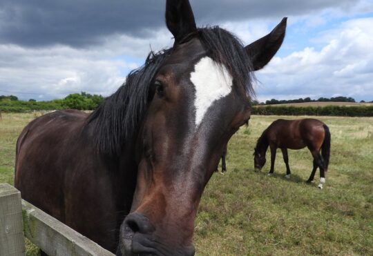 Equine program to help people recover from addictions