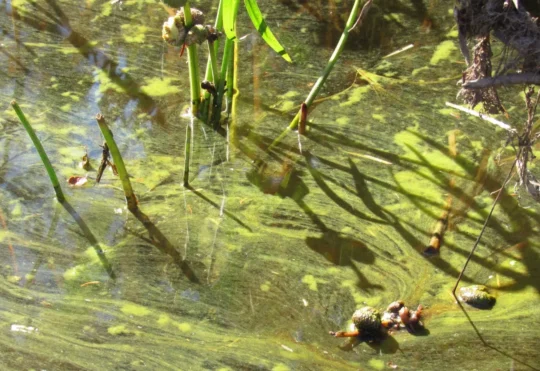 Cyanobacteria closes reservoir at Irishtown Nature Park