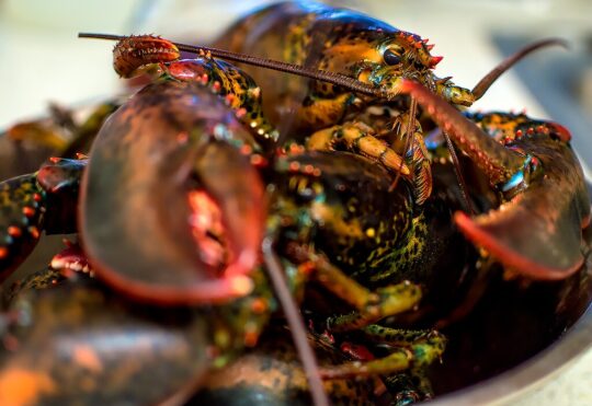 NS lobsters seized near Moncton
