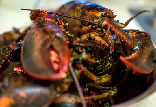 Budget includes money to diversify seafood export markets