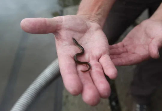 DFO announces elver fishery will remain closed in 2024