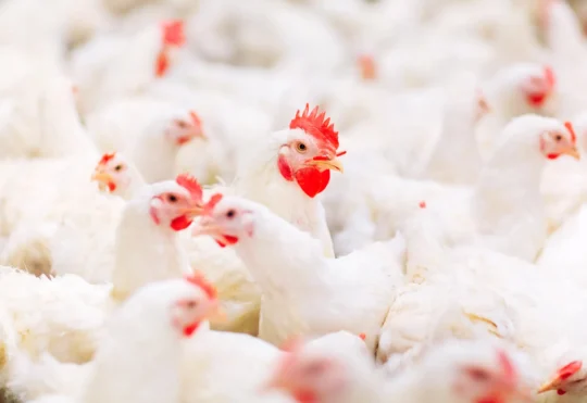 Canada purchases 500k doses of bird flu vaccine