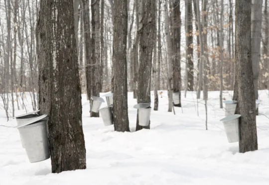 Colder weather could improve N.B. maple syrup harvest