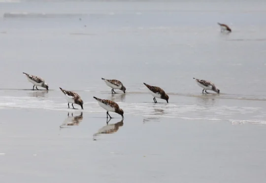 Thousands of sandpipers now resting on Johnson’s Mills mudflats