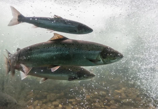 Inverness County salmon conservation group gets $100,000 from province