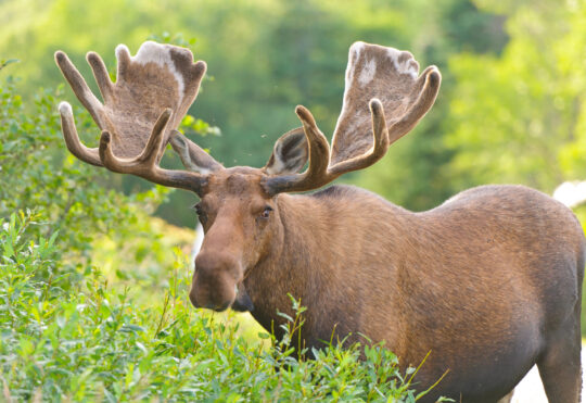 Wind farm would interfere with moose habitat and population