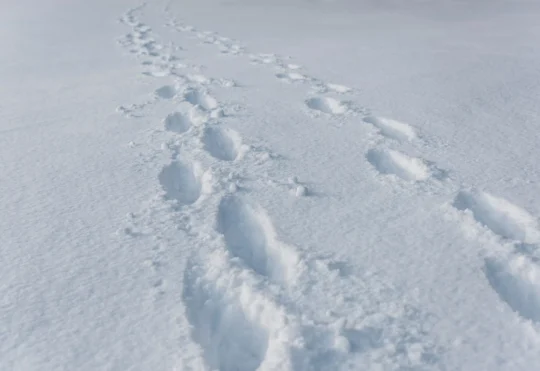 Southern N.B. sees first snowfall, colder weather on the way
