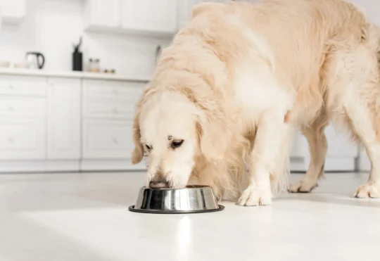 Pet Valu gets new branding for local products