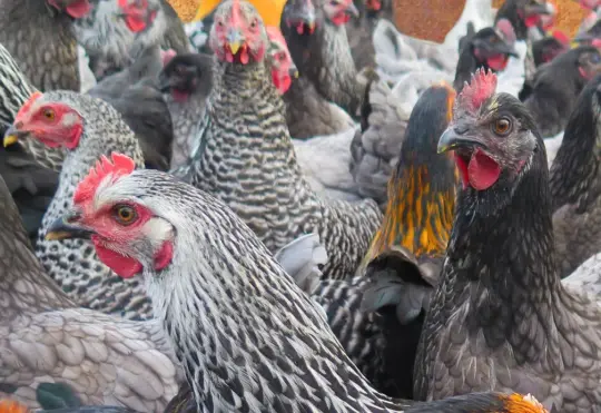 Thousands of chickens dead after break and enter at poultry facility