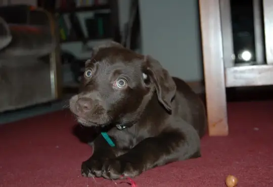 More pets being abandoned in New Brunswick