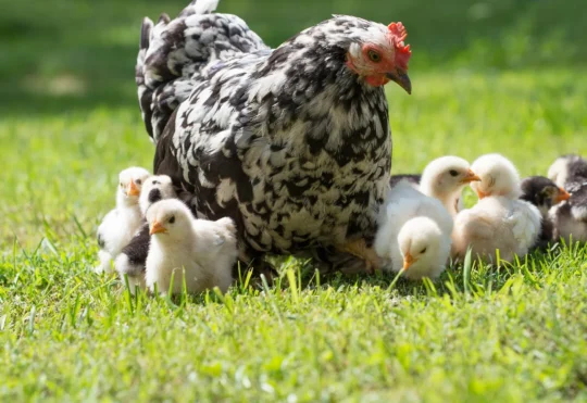 MODL to alter proposed livestock rules after backlash from residents