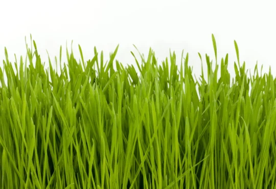 Dieppe grass height restriction bylaw revised