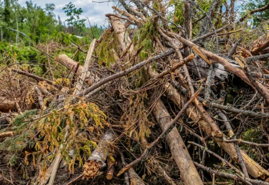 Bio-refinery to receive wood fibre