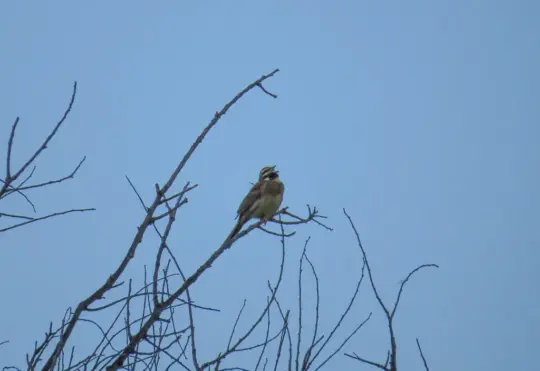 Birders wanted for annual Christmas count