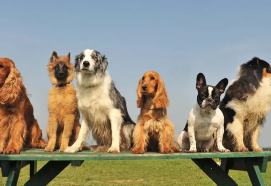 New dog park committee to form in Fort Frances