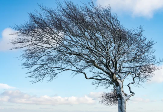 Winds knock out power to thousands in N.S.