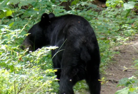 Beware of bears early this spring