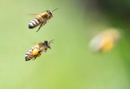Halifax receives Bee City status