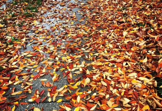Annual fall cleanup in Halifax will affect parking